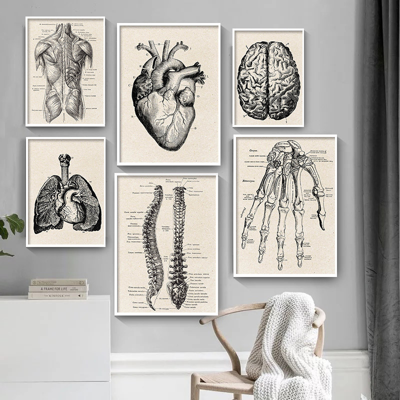 Medical Lab Posters - Anatomia medyczna grafika na płótnie plakat
