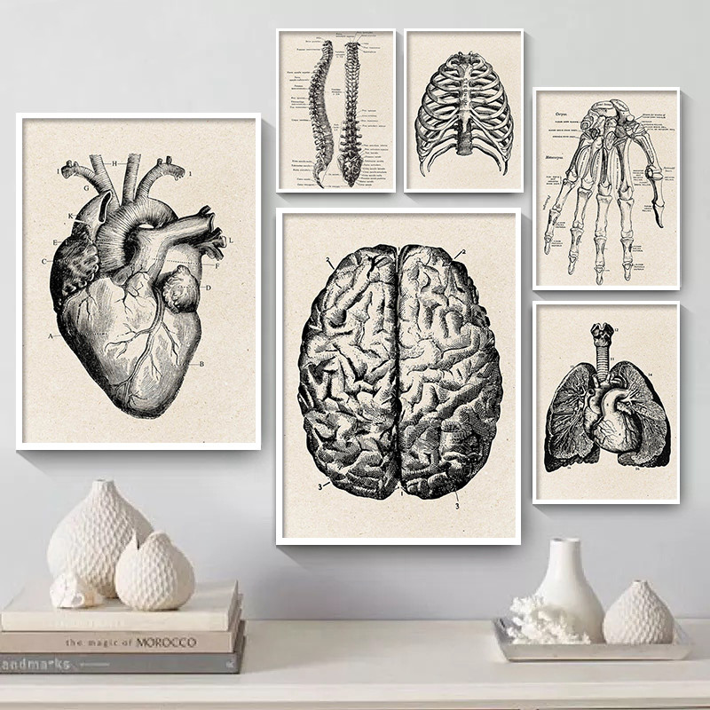 Anatomia medyczna grafika na p – Medical Lab Posters recenzja i cena